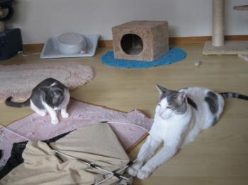 p Bild von Pocholo