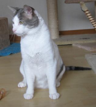 p Bild von Pocholo