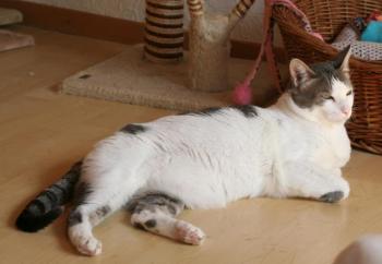 p Bild von Pocholo