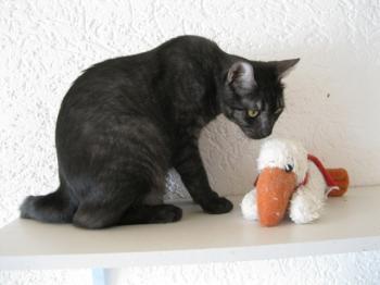 k Bild von Pino