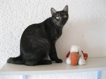 k Bild von Pino