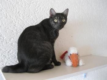 k Bild von Pino