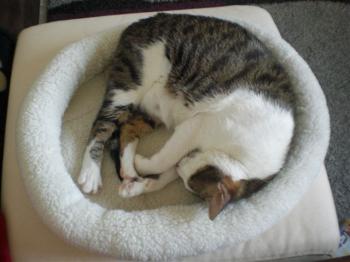 Tigris Bild von Tigris
