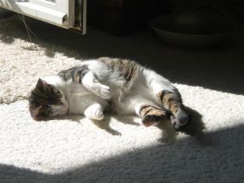 Tigris Bild von Tigris