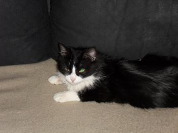 z Bild von Zarah