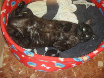 a Bild von Aixa
