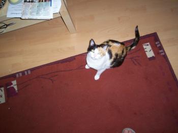 Tari Bild von Tari