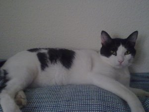 j Bild von Jeremias