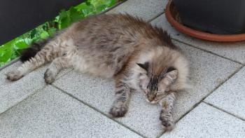 Candela Bild von Candela