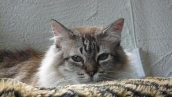 Candela Bild von Candela