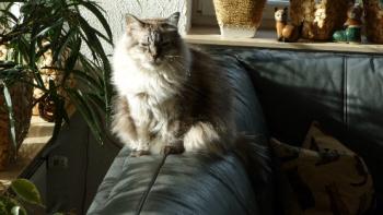 Candela Bild von Candela