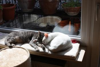 b Bild von Blanquito