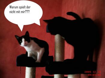 Pitus Bild von Pitus