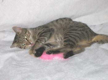 b Bild von Betsy