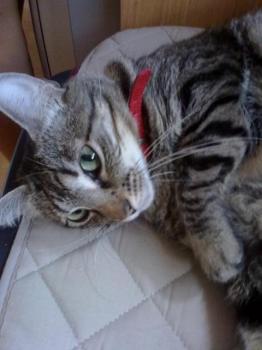 o Bild von Kinina