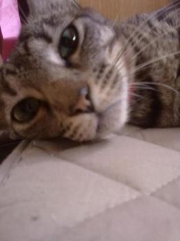 o Bild von Kinina