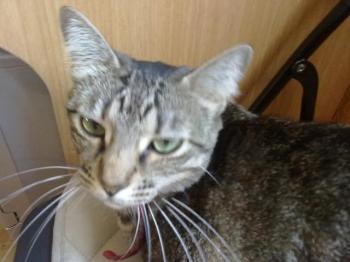 o Bild von Kinina