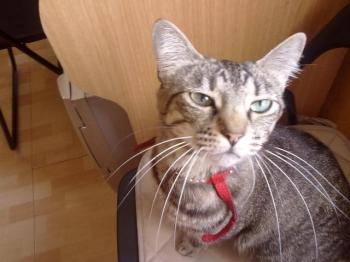 o Bild von Kinina