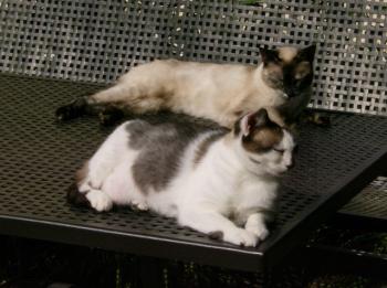 p Bild von Palmira