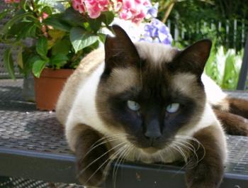l Bild von Lenny