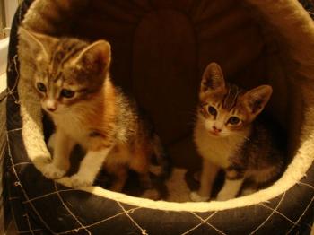 Bild von Gretel