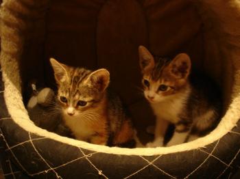 Bild von Gretel