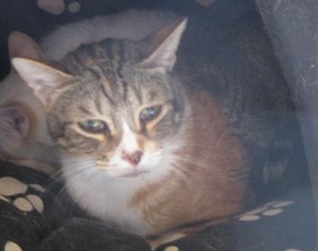 Bild von Gretel