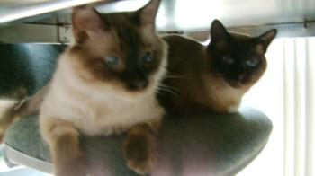Brownie im neuen Zuhause Bild von Brownie