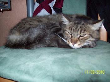 Noor im Zuhause Bild von Noor