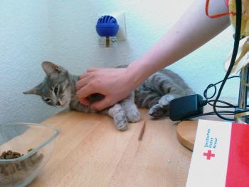 Grisu Bild von Griseta