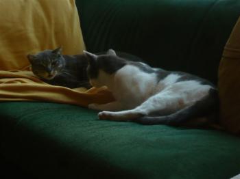 Bonita Bild von Bonita