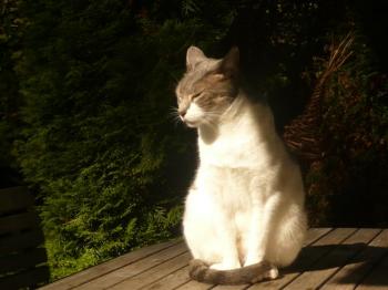 Bonita Bild von Bonita