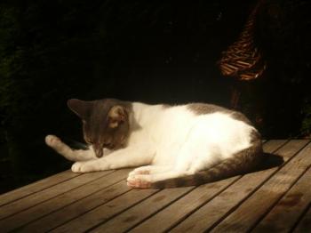 Bonita Bild von Bonita