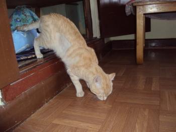 n Bild von Nina