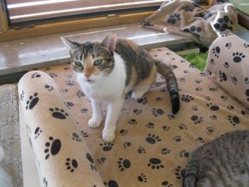 Bild von Lilou