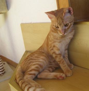 Bild von Tuna