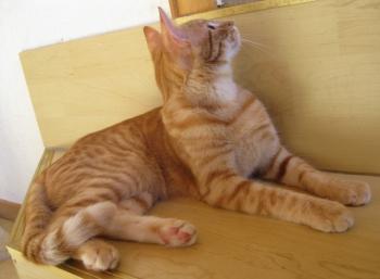 Bild von Tuna
