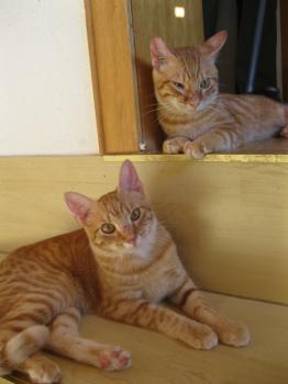 Bild von Tuna