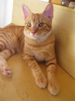 Bild von Tuna