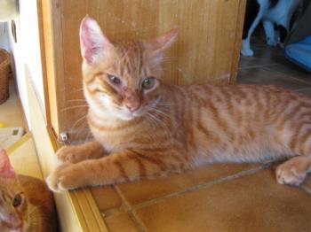 Bild von Pedro