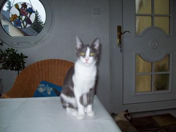 Bild von Grey