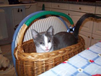 Bild von Grey