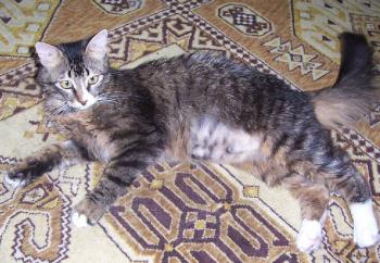 Sam Bild von Sam