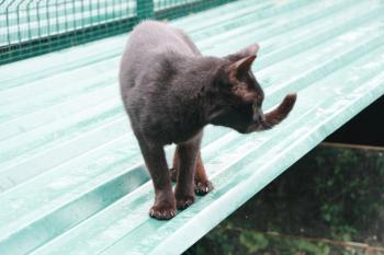 o Bild von Orson