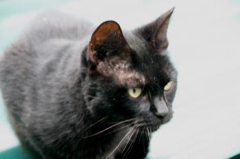 o Bild von Orson