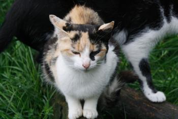 t Bild von Teresita