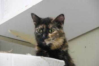 s Bild von Sisi