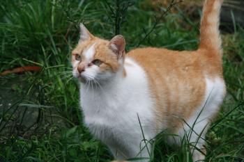 c Bild von Cornelia