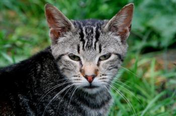 c Bild von Calvin