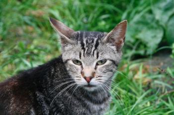 c Bild von Calvin